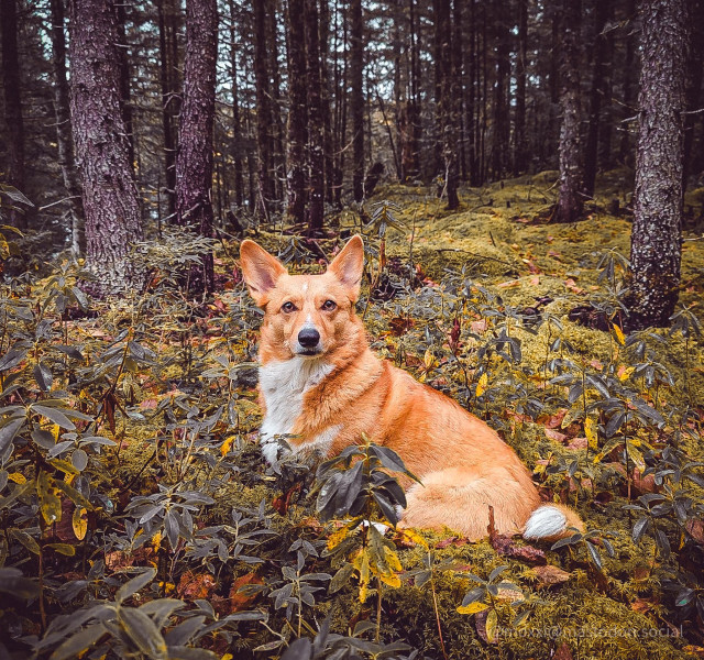 moxxi the Corgi is sitting on a mossy ground in a black spruce forest. her ears are perked up and she's looking at the camera. the photo has a vintage feel to it, with muted greens and vibrant yellows and oranges.