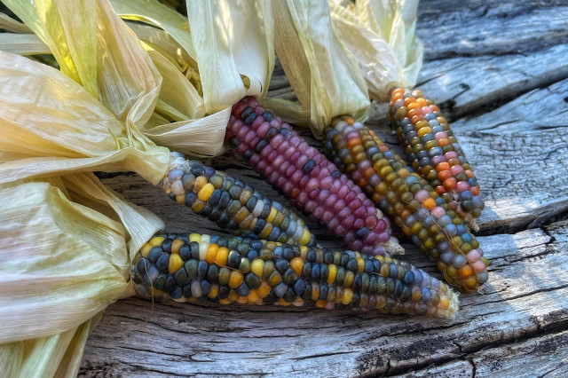 Five small ears of decorative corn, their husks peeled back, resting on a gray, weathered log next to a veggie patch. Two ears have a mix of mostly blue and yellow kernels, one ear is mostly purple, and two ears are multicolored.