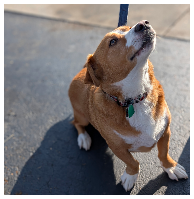 daytime.high angle view of a corgi mix looking up at an unseen person offering a treat. the dog sits on ashphalt. the background is asphalt and concrete sidewalk.