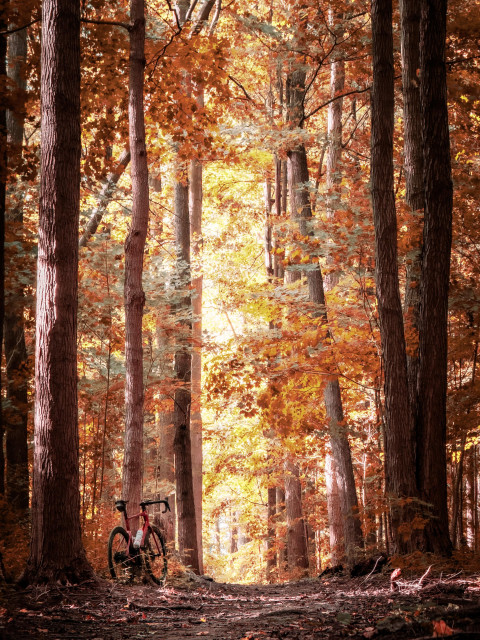 Photo of a red BMC roadmachine road bike standing at the foot of a tree in a forest. It is a beautiful autumn scene. We are looking down the centre of a dirt trail that is running through trees in the forest. On either side of the trail are tall, slender trees that are showing beautiful, orange and yellow and green colours of autumn leaves. The leaves appeared to be darker on either side of the trail and directly in front of the trail. It disappears into a strip of bright golden leaves. 