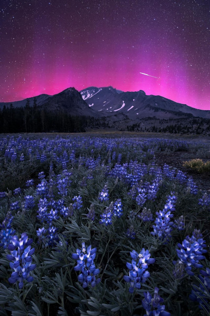 This is a photograph and not a meme. Here is a detailed description:

This is a stunning nighttime photograph that captures a scenic landscape illuminated by the effects of the Aurora Borealis, more commonly known as the Northern Lights. The sky is painted with vibrant hues of pink and purple, giving the scene a magical, otherworldly appearance. A clear stream of stars is visible against this colorful backdrop.

In the foreground, there are clusters of bright blue-purple wildflowers, possibly lupines, creating a lush, overlapping carpet. The flowers are sharply defined, adding depth to the image.

Beyond the wildflowers, a mid-ground of vivid green foliage transitions into a more dimly lit forested area. This contrasting playing of light and shadow adds texture and dimension to the photograph.

The middle ground features a glimpse of treeline, silently standing tall, eventually giving way to the majestic mountains in the background. The mountain range, capped with a light layer of snow, adds a sense of grandeur and scale to the image. One of the mountains is especially prominent and clearly depicts rugged edges and slopes, indicating keen details captured in the image.

Finally, a shooting star or meteor streaks across the sky on the upper right-hand side, contributing to the celestial beauty of the scene and adding a sense of motion and drama. The entire composition is beautifully aligned to create a captivating and serene night landscape, visually emphasizing both the natural and celestial elements in harmony.