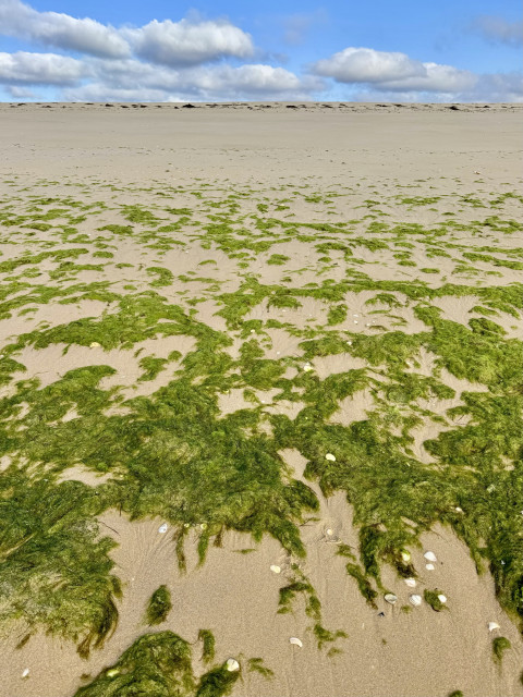 A sandy beach with green seaweed scattered across the shore, under a partly cloudy blue sky.