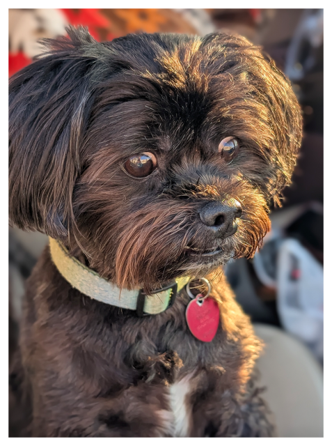 golden hour. through an open car window. close up of a small, elder dog with black fur, a white chest marking, collar and heart tag. he's looking past us to their left. mom's out of focus in the background, wearing a fall-colors print top