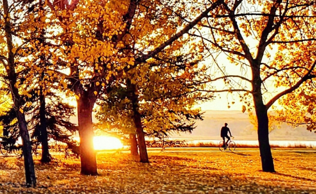 Surrounded by golden colours of Autumn, a bike rider pauses along the pathway to take in the setting sun. Trees and ground covered in leaves ablaze in yellow, highlighted by the sun on the horizon.