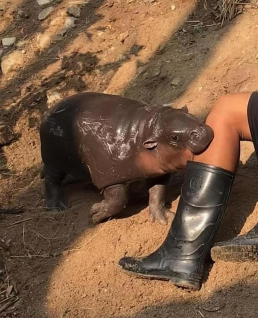 A Picture featuring Moo Deng, the Pygmy Hippopotamus from Thailand. In this redraw she's biting the leg of a human. It's important to note that she's not actually hurting them, Moo Deng just tends to play like this.