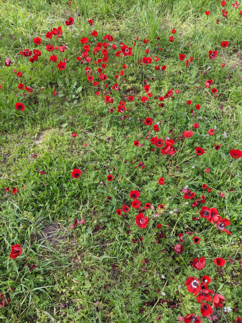 Photo of red flowers blooming in a green field in the south of Israel where the massacre happened