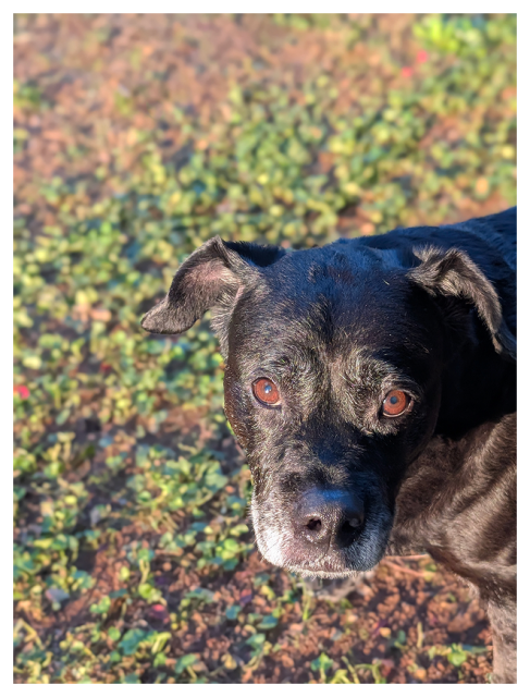 golden hour light. high angle closeup of a big black dog's head, neck and left front leg. he's making eye contact with sun illuminating his brown eyes. is he pleading for me to keep scratching his bum (outside the frame) since I've stopped long enough to snap this picture? Yes, he is. the background is grass and red dirt, out of focus.