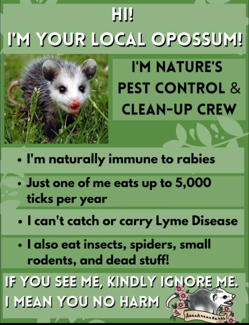 A poster about possums. The poster has the following text.

HI! I'M YOUR LOCAL OPOSSUM!
I'M NATURE'S PEST CONTROL & CLEAN-UP CREW
I'm naturally immune to rabies.
Just one of me eats up to 5,000 ticks per year.
I can't catch or carry Lyme Disease.
I also eat insects, spiders, small rodents, and dead stuff!
IF YOU SEE ME, KINDLY IGNORE ME. I MEAN YOU NO HARM