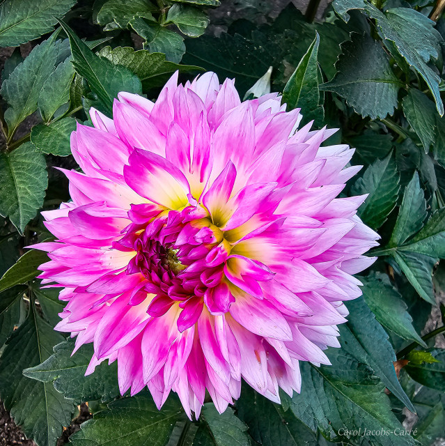 A dahlia amidst dark green leaves displays shades of white, pink. lilac and magenta in its complex layers of petals. The heart is a deeper magenta-pink with white and yellow at the base of the petals. as the petals radiate out, you can see gradations with the middle set being more completely pink, and the outer rim fading from pink to a pale lilac at the tips. 