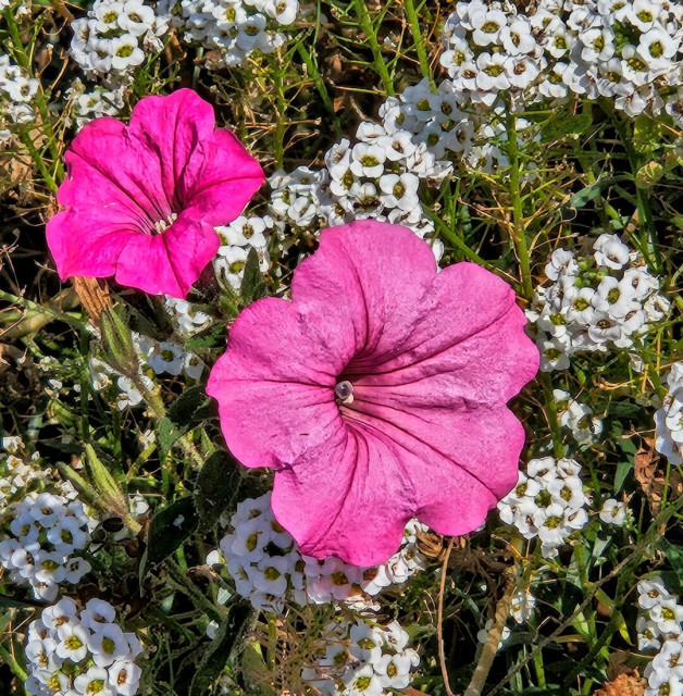 Close up hoovering over two large pink, trumpet shaped flowers with numerous tiny white flowers below.