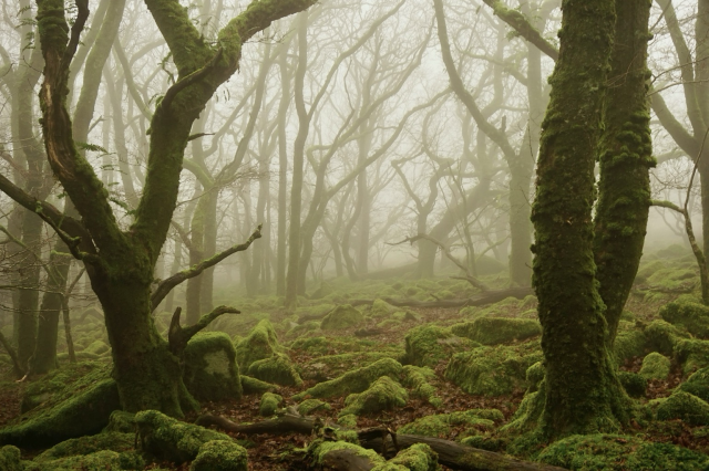 Mossy trees in mist,