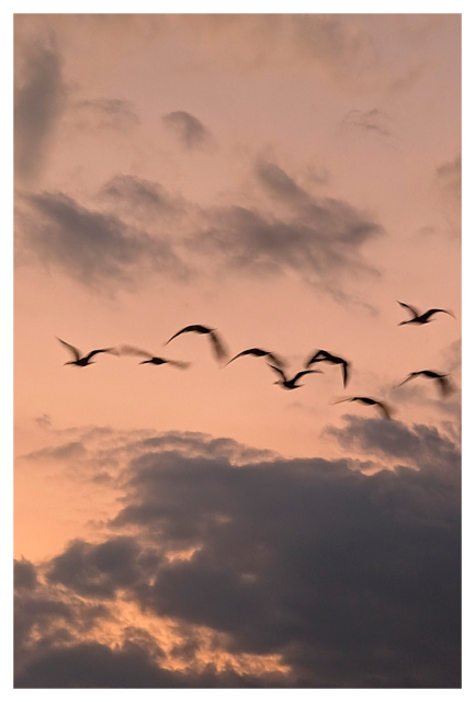 Nine geese fly in formation towards the unseen setting sun. the background is pale orange sky with gray clouds.