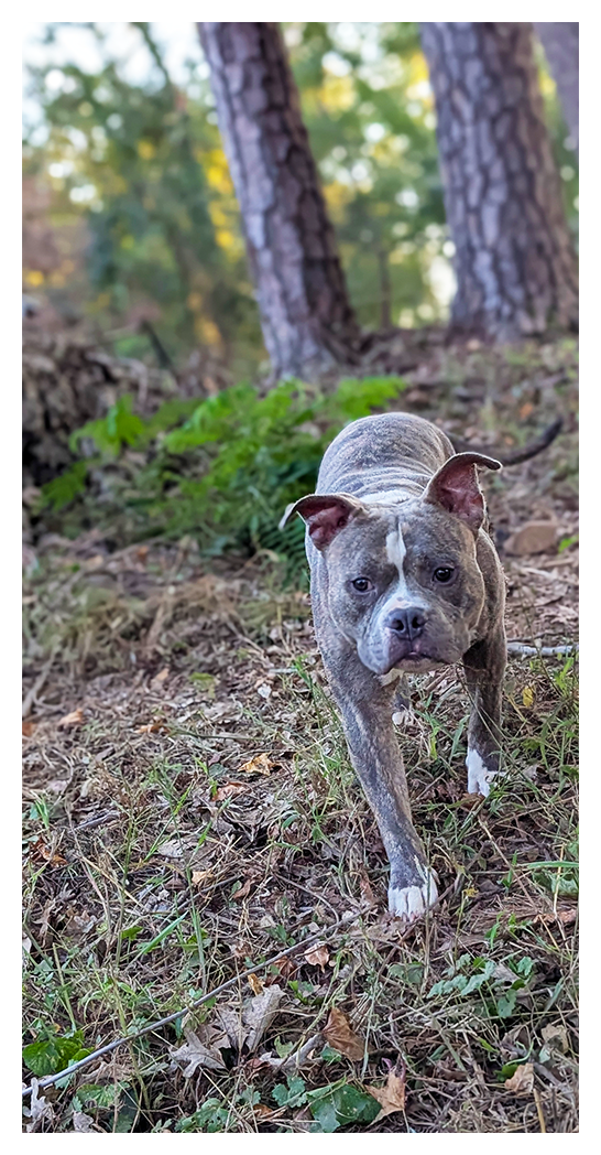 a large grey and white pit bull adult walks towards the viewer across pine straw leaves and sparce grass and weeds. two pine tree trunks in the mid-distance and a woods in the distance with a bit of sky.