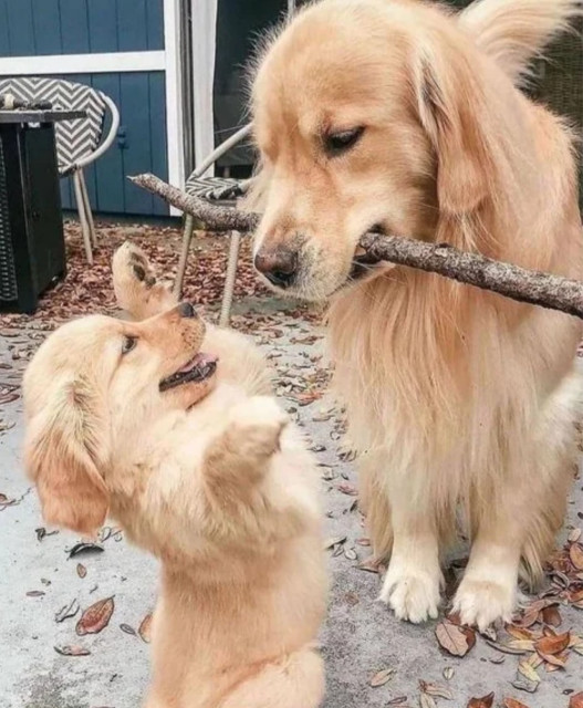 An adult golden retriever holds a big stick in its mouth. A small golden pup stands in front of the big dog on its hind legs, excited, with his front paws up in the air.