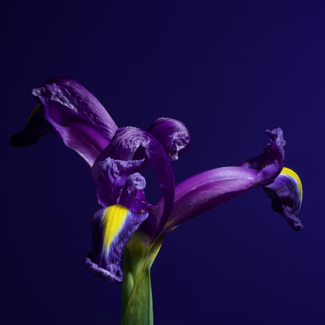 Iris flower against a blue/purple background