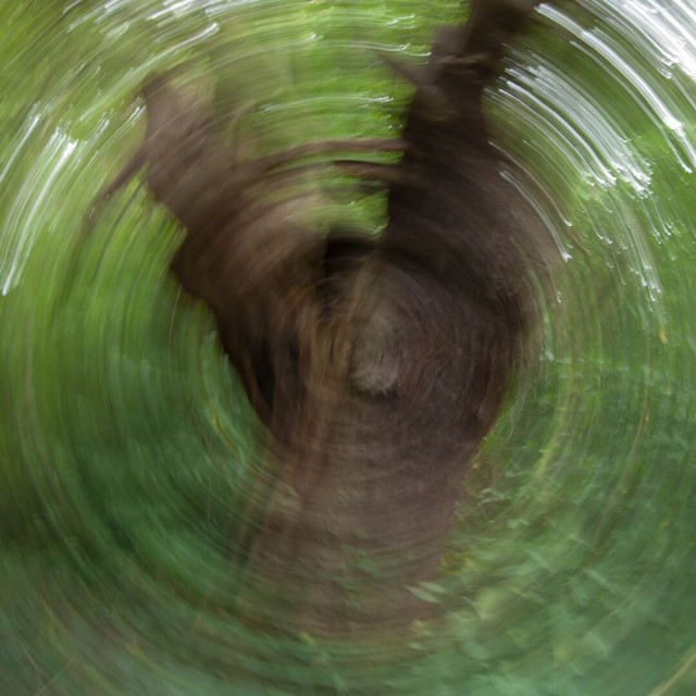 Photo in which intentional camera movement, namely substantial rotation, and a long exposure has been used to make a picture of an old tree trunk surrounded by greenery look like it's being seen through ripples of water or of glass.