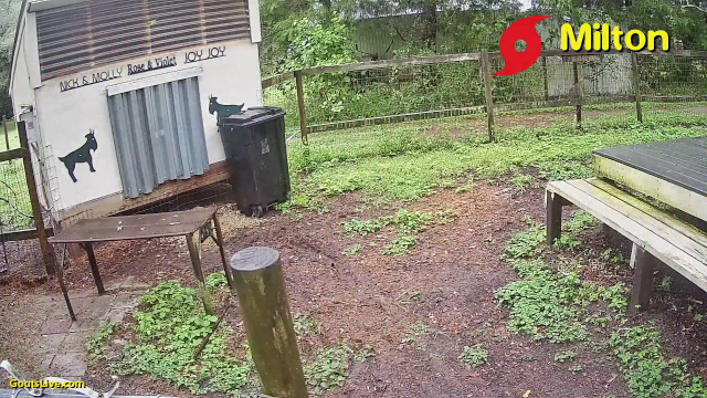 The front of the goat house is shown, with metal hurricane shutters now installed at the entrance to protect the goats from the wind and driving rain overnight from the storm.