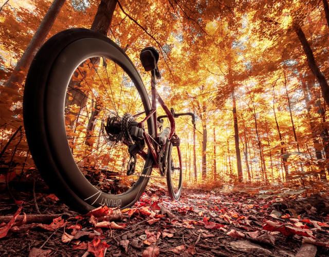 Photo of a red BMC roadmachine road bike standing at the edge of a dirt trail in a forest. The photo was taken from behind the bike at a low vantage point with a wide angle lens so the bikes rear wheel looms large. The trail is partially covered with red autumn leaves. The forest is exploding with yellow and orange autumn colours. it’s a forest is full of tall, slender trees that are reaching up high into the sky and holding out their orange and yellow leaves.