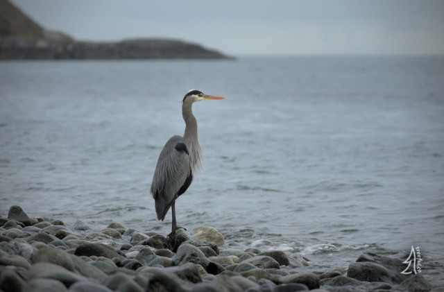 A great blue heron stands at the water's edge, on a beach of smooth rocks, pensively looking into the distance.