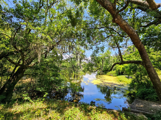 Overlooking a marshy waterway surrounded by thick, tropical vegetation. Some sections of the water's surface are coated with bright green algae, others support lily pads, and yet others provide a mirror like reflection of the surroundings and bright, sunny sky above.