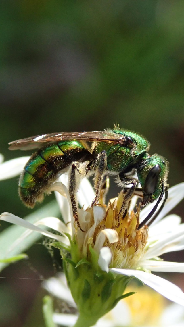 We see a beautiful metallic green bee standing on the yellow center of a yellow and white daisy. The daisy's white petals to form a cup, and the yellow center is a round mound perfect for displaying this delicate green jewel.

We see the bee in profile. Its body has a delicate fuzz that catches the light, outlining it with an angelic aura. The legs are especially fuzzy. They taper down to delicate feet like pencil strokes, hardly real, merely the idea of feet.

The bee's abdomen is smooth and reflective, with only a little fuzz. In its surface we dimly see emerald-tinted reflections of sky and trees.