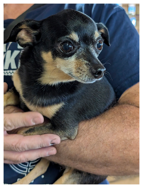 daytime. close-up. man in blue t-shirt holds and small, black and gold chihuahua with smooth coat. the dog is looking to the viewer's right.