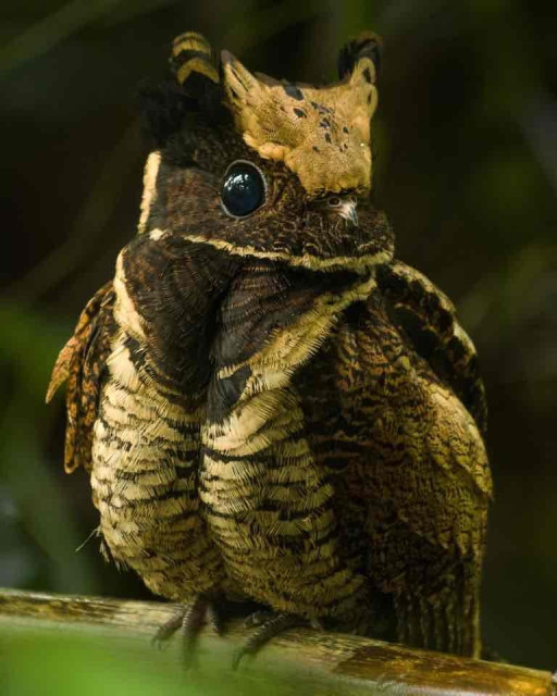 A crested owl with intricate brown and tan plumage perched on a branch, gazing forward.