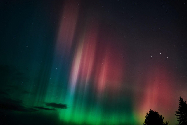 Aurora Borealis, mit einigen Bäumen als Silhouette. 