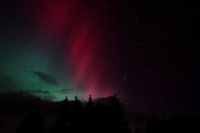 Aurora Borealis, mit einigen Bäumen als Silhouette. 