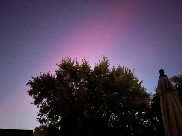 Photo looking up at tree against the night sky. A swipe of pink slices across the sky behind the tree, with the rest of the sky a purple hue. A few stars are visible. 