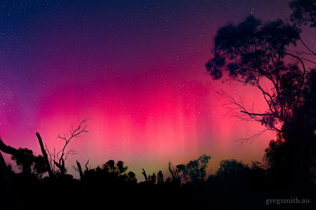 Aurora australis, with some Aussie bush in the foreground.