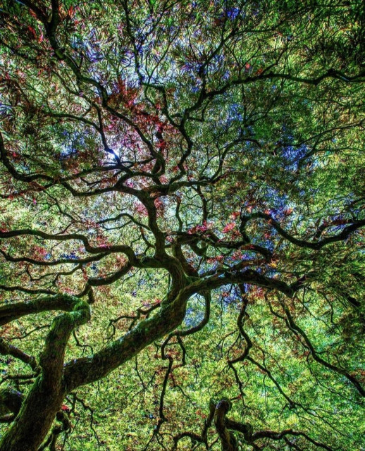 Photography. A color photo with deciduous trees taken from below. The gnarled branches stretch through the picture, surrounded by dense green leaves, towards the sparse blue sky. A few of the leaves are already red-orange in color, heralding the approach of autumn.