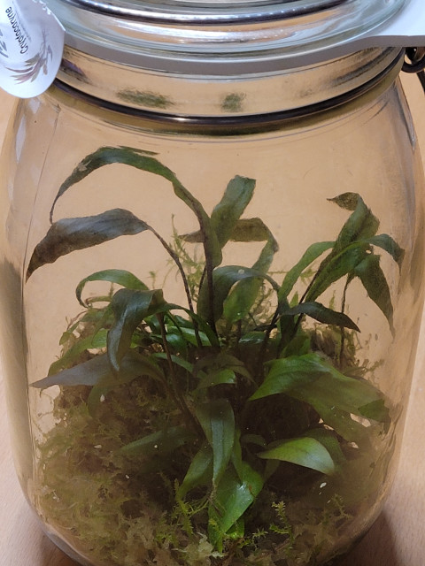 Hermetosphäre mit Cryptocoryne undulata