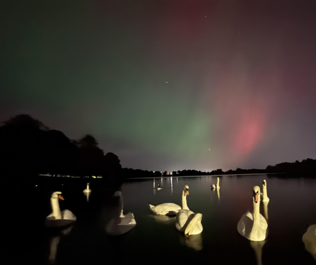 Red green aurora over a lake with swans 