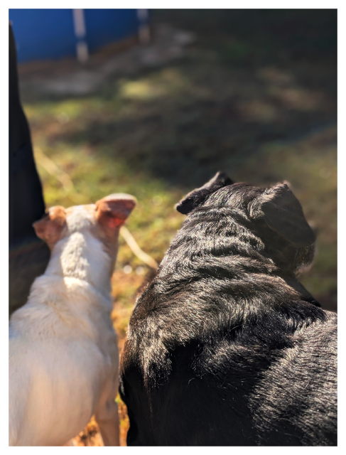 morning. bright sun. high angle view behind two dogs standing together, looking out into the yard. a small white terrier with brown ears looks left. a large black dog with shiny coat looks right. the background is out of focus. grassy yard and a bit of blue vinyl pool.