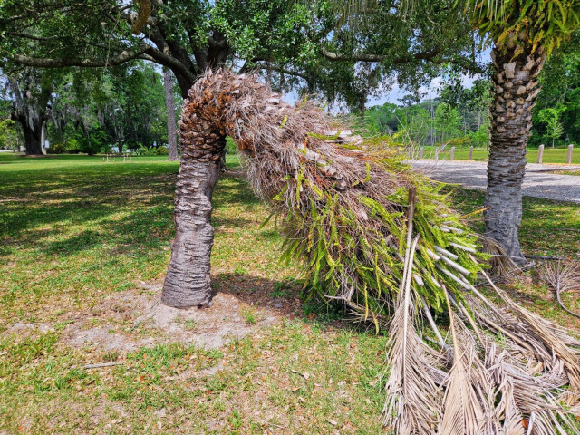 Unusual palm tree growth, has formed a complete bend, with the top palm fronds touching the ground as if the tree were bowing, or in a curtsy.