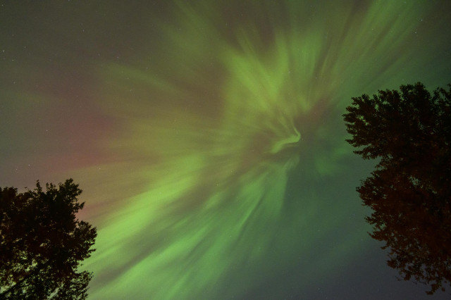 the aurora as seen right over head, draped as satin curtains seen from below, glow in bright green with a fainter red glow in the background. two trees frame the picture