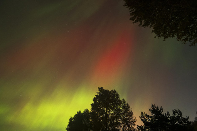 the aurora seen right overhead. this time it presents itself as columns of lemon yellow-green and fire orange, with a little bit of green visible as well. trees frame the picture