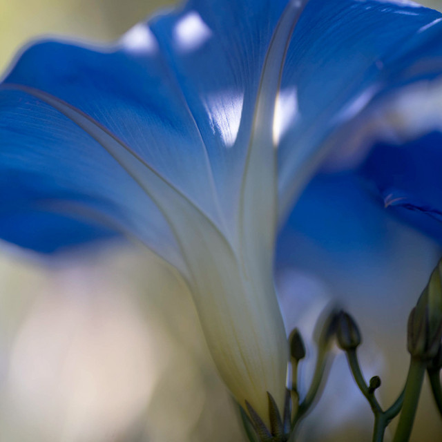 sunlight on a morning glory flower, with more morning glories behind and not in focus