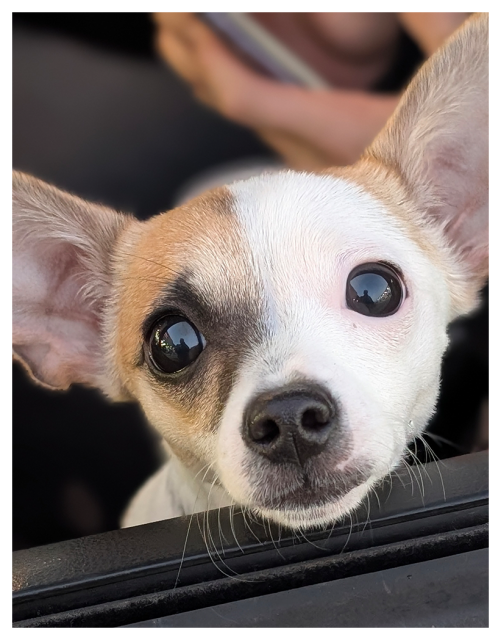 closeup of chihuahua puppy with ears deployed, chin resting on the open car window making eye contact. 