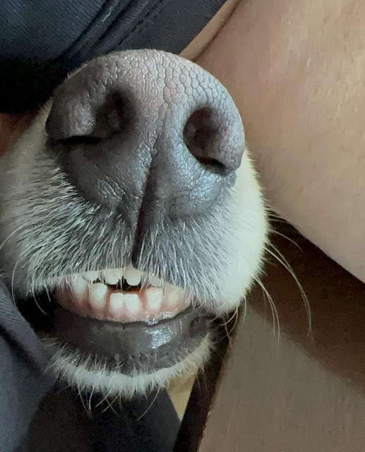 Closeup of my dog Daisy’s nose and goofy teeth under my arm