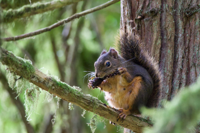 A well-fed but small squirrel sitting on a mossy branch on a conifer in a a forest that stretches away in a dense network of branches beyond her. She is holding some sort of seed pod up in her clever fingerlike front paws to eat like a human eating a corn cob. Her large dark eye seems trained on the photographer, who is on about her level. Her belly is a very distinct light toasted orange, like Thai iced tea with condensed milk, and nipples are visible through the fur. Her long fingerlike back paws holding the branch are likewise ruddy, as is the ring around her eye, and the ends of the long guard hairs on her dark fluffy tail. Her ears are very small and her back fur is dark espresso brown.