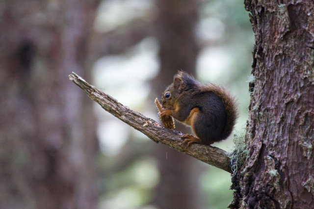 A smaller squirrel seen from the side perching on a dead branch in a less dense forest, but also on a conifer (Sitka spruce, I think.) This squirrel is eating a similar seedpod of a different color, but its posture is a little tighter, which may be its size or a higher level of alert. The distinct boundary between the light orange belly and dark brown back fur is bend into a hairpin turn by the animal's hunching posture. Its paws seem a bit larger in proportion to its body, so perhaps it's young. It has its fluffy dark tail with orange highlights plastered along the curve of its back so the top of its tail shelters its short ears, as if keeping it warm from wind.