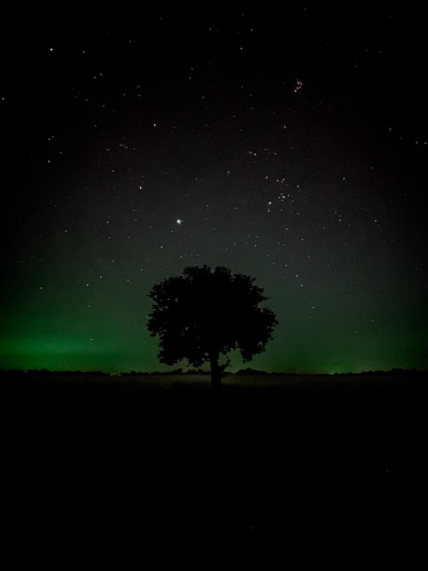 Einsamer Baum am Wegesrand, dahinter Felder (nicht zu sehen) vor Sternenhimmel. 
Bild ist wurde zu einem grünlichen Farbton hin farbverfremdet. 

Lonely tree on the side of the road, behind fields (not visible) in front of the starry sky.

Image has been alienated towards a greenish shade of colour.