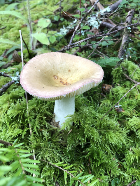 White stemmed mushroom with pale pink cap, poking through green moss.