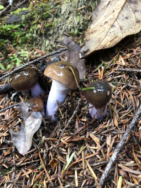 Shiny wet mushrooms with rounded brown caps and stout stems colored a very light violet. Surrounded by pine duff and dead leaves. 