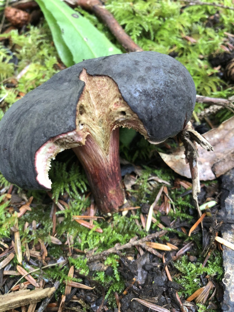 Mushroom with a vee shaped cut in the cap. Matt-black surface,  pale underneath. Stem is pale with burgundy vertical stripes.