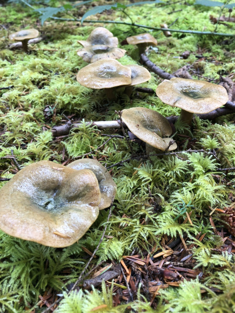 A group of mushrooms with dished, uneven caps of brown with green-tinted centers. 