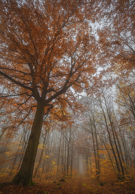 Das Bild zeigt einen Herbstwald mit einem Pfad, der sich in der Mitte durch das Bild schlängelt. Der Vordergrund wird von einem einzelnen Baum mit leuchtend orangefarbenen Blättern dominiert, der in starkem Kontrast zu den grauen und braunen Farben des restlichen Waldes steht. Der Baumstamm ist dunkel und knorrig und seine Äste ragen in alle Richtungen.