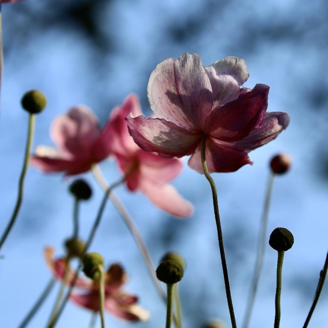 My favorite Cosmos flowers or maybe they are Japanese Autumn Anemone are still doing quite well here in Yorkshire. 
Lovely pink, red and yellow colours